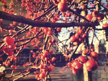 Close-up of fruits on tree
