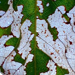 Close-up of leaves