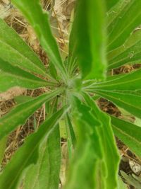 Close-up of green plant