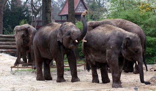 Elephant standing against trees