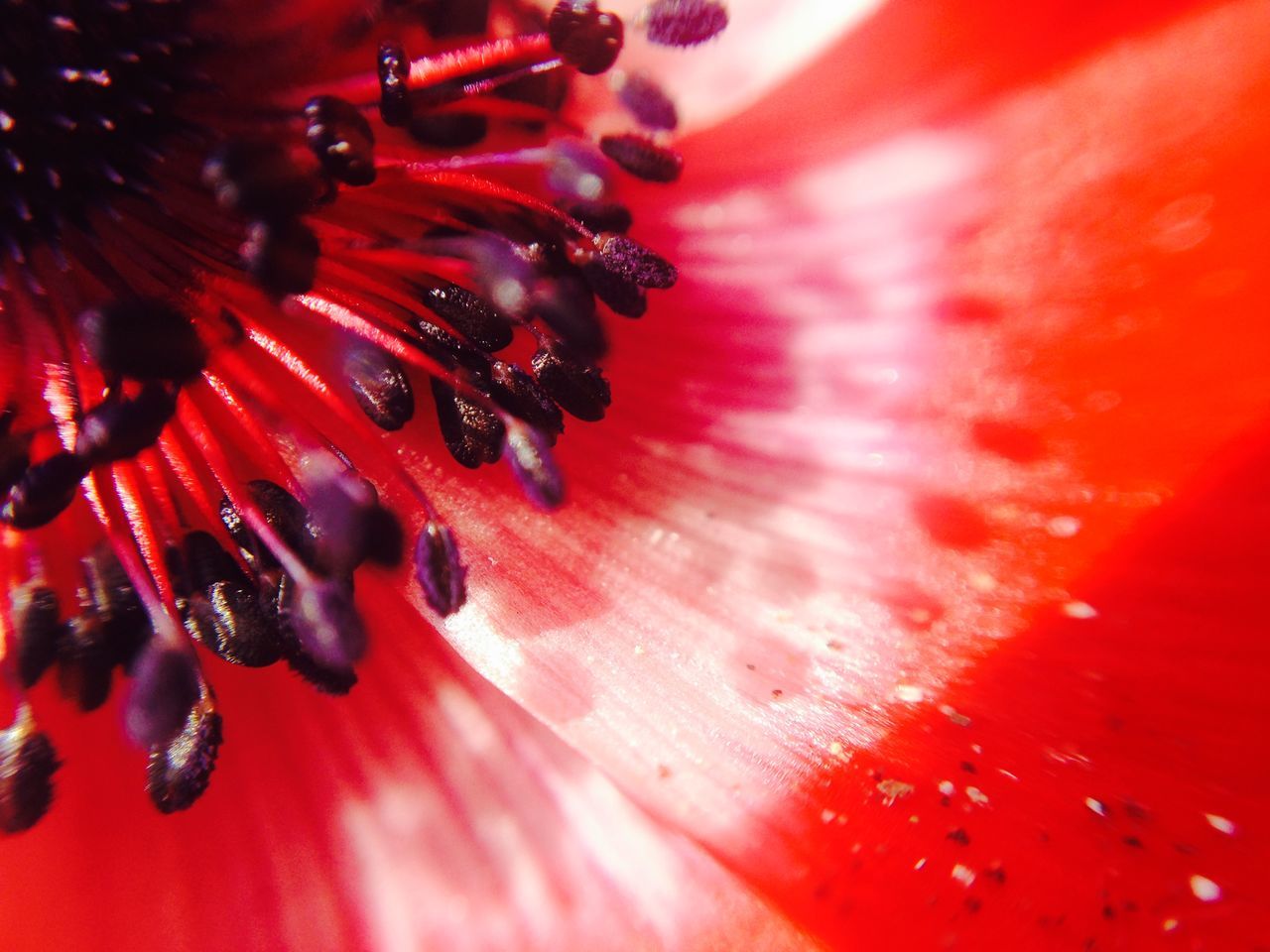 red, close-up, full frame, selective focus, backgrounds, part of, indoors, extreme close-up, macro, detail, cropped, pattern, vibrant color, drop, no people, extreme close up, high angle view, textured, petal, flower