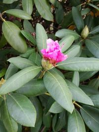 Close-up of flowers