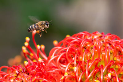 Close-up of bee pollinating on red flower