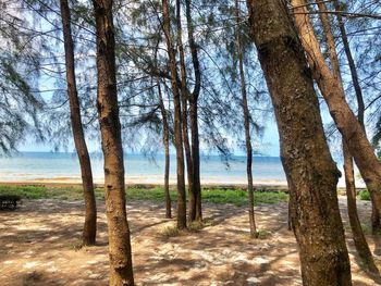 Trees on beach against sky