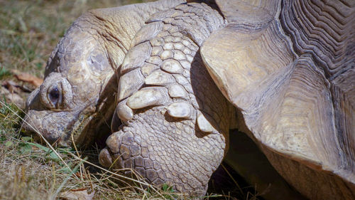 Close-up of turtle on field