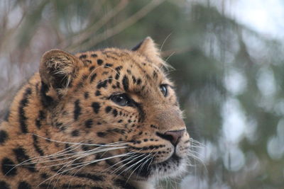 Close-up of a leopard looking away