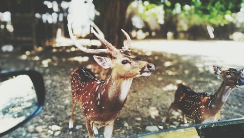 Stags in forest seen through car window