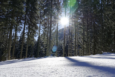 Snow covered road amidst trees against sky in forest