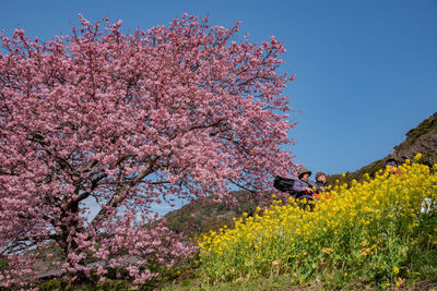 Pink cherry blossoms against clear sky