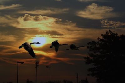 Low angle view of silhouette birds flying against sky during sunset