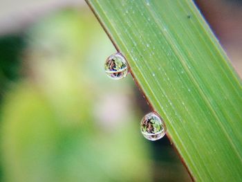 Close-up of ladybug on leaf