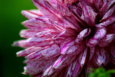 Close-up of cropped pink flower