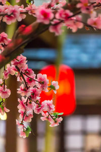 Close-up of pink cherry blossom