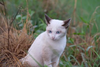 Portrait of a cat on field