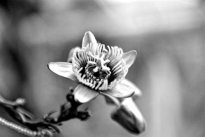 Close-up of flower