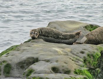 Seal relaxing on rock by sea