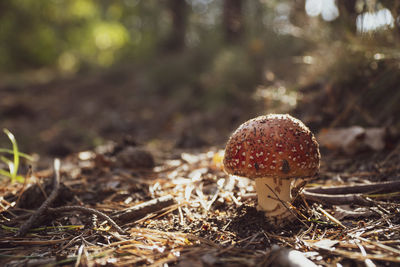 Close-up of mushroom growing on field