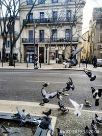 Pigeons flying over city street