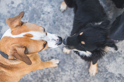 Directly above shot of dogs standing on street