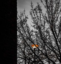 Low angle view of tree against sky