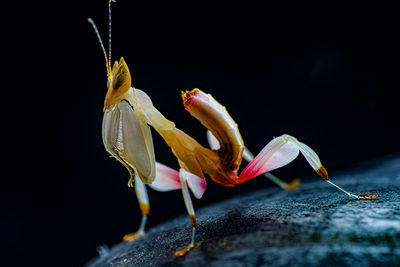 Close-up of insect on plant