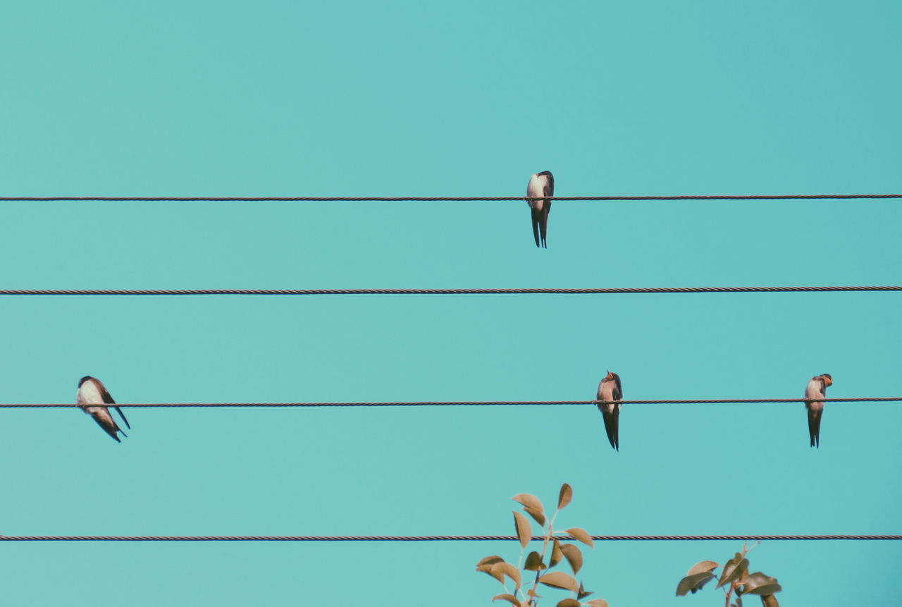 LOW ANGLE VIEW OF BIRD PERCHING ON CABLE AGAINST CLEAR SKY