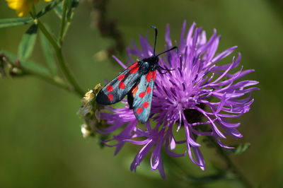 Close-up of butterfly pollinating on purple flower