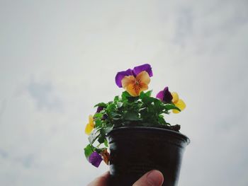 Hand holding purple flowering plant