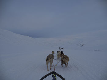 Dogs pulling sleigh on snowy field