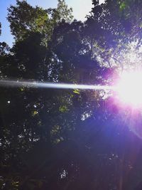 Trees against sky in forest