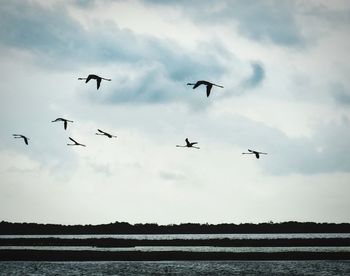 Bird flying over cloudy sky