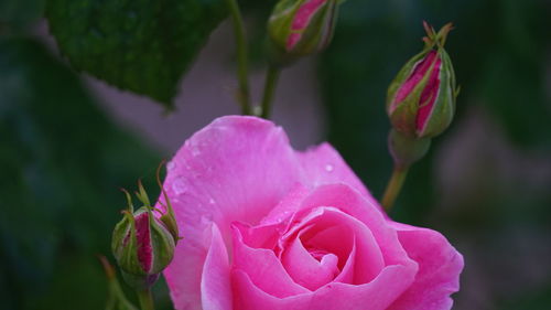 Close-up of pink rose