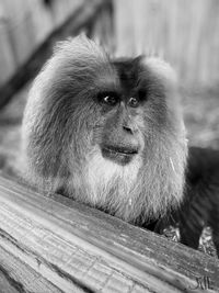 Close-up of monkey looking away