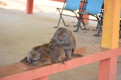 Close-up of monkeys in monkey cave, chiang rai, thailand