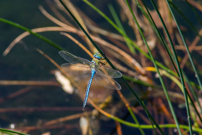 Close-up of dragonfly on plant