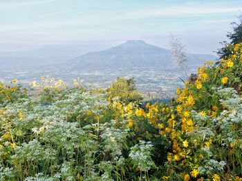 Scenic view of flowering plants and mountains against sky