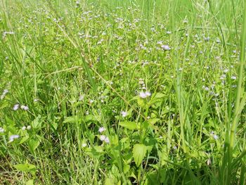 High angle view of plants growing on field