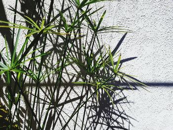 High angle view of plants