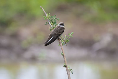 Close-up of bird perching on plant