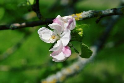 Close-up of white cherry blossom