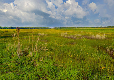 Scenic view of farm against sky