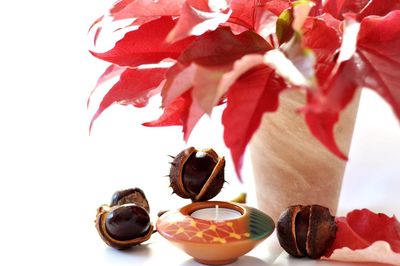 Close-up of various flowers