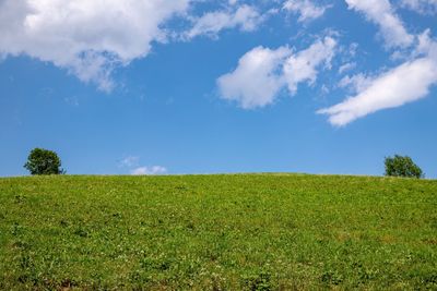 Scenic view of field against sky