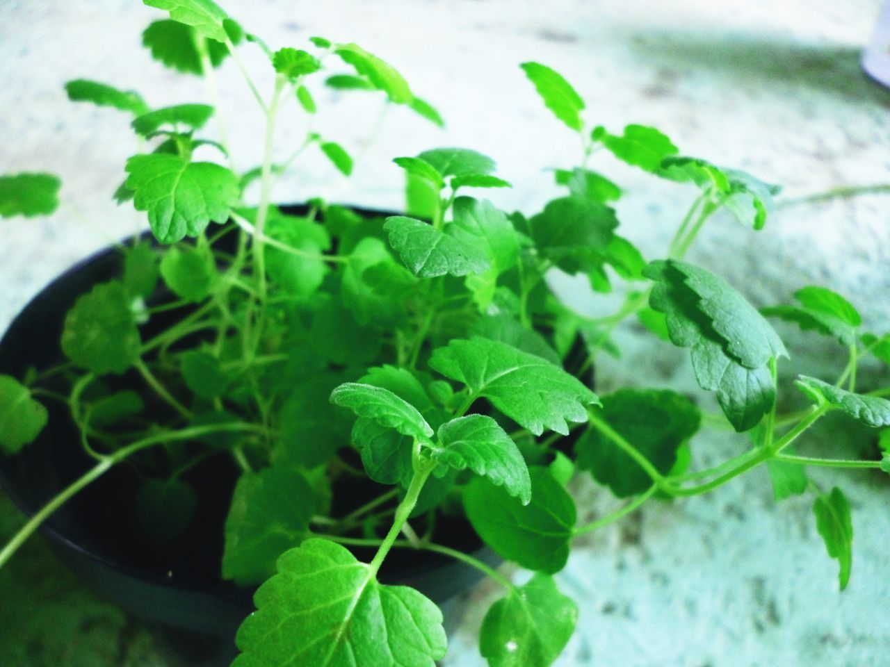 CLOSE-UP OF FRESH GREEN LEAVES