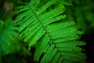 Close-up of wet green leaves during rainy season