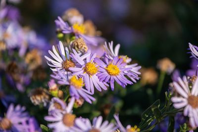 Close-up of purple flowering plants