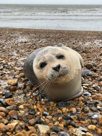 Beached seal on eastbourne beach following storm gareth