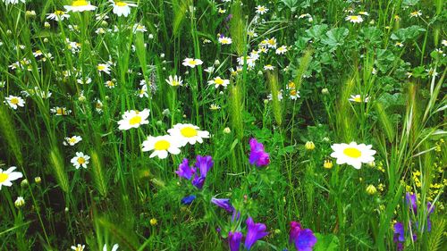 Close-up of daisy flowers blooming in field