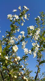 Low angle view of cherry blossom against blue sky