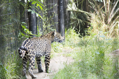 Cat in a zoo